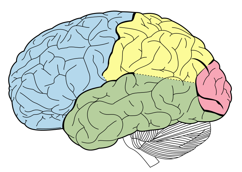 MRI Brain Image